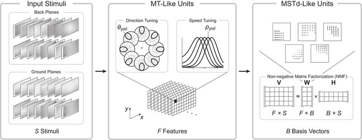 3D visual response properties of MSTd emerge from an efficient, sparse population code