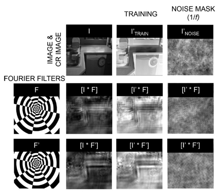 Learning to see again: Perceptual learning of simulated abnormal on- off-cell population responses in sighted individuals