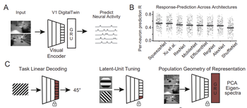 Beyond neural activity prediction: Probing latent representations in mouse V1 digital twins