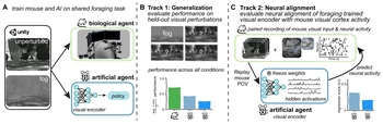 Visual robustness and neural alignment in a shared foraging task: The Mouse vs. AI benchmark