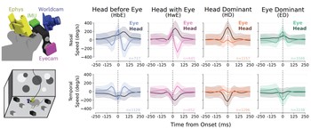 Gaze shifts in freely moving mice comprise distinct head-eye coordination motifs