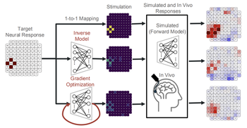 Deep learning-based control of electrically evoked activity in human visual cortex